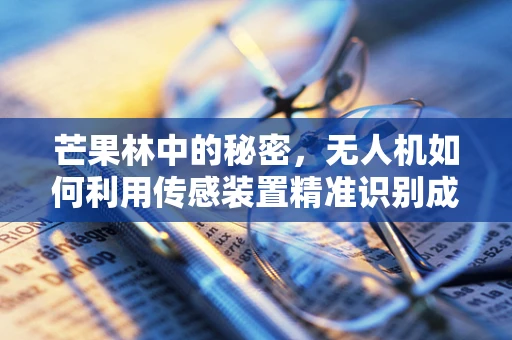 芒果林中的秘密，无人机如何利用传感装置精准识别成熟芒果？