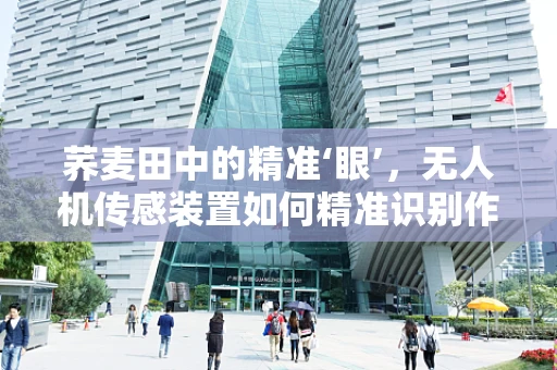 荞麦田中的精准‘眼’，无人机传感装置如何精准识别作物健康？