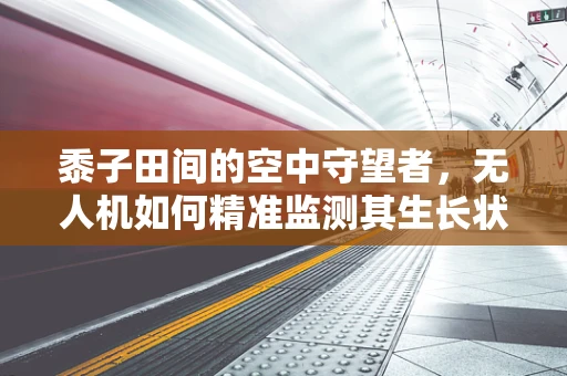 黍子田间的空中守望者，无人机如何精准监测其生长状况？