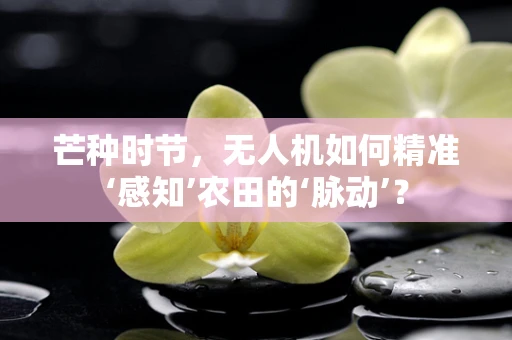 芒种时节，无人机如何精准‘感知’农田的‘脉动’？