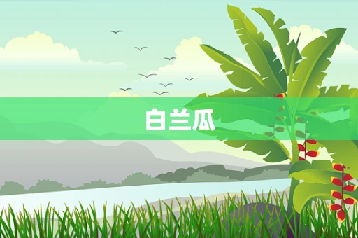 白兰瓜