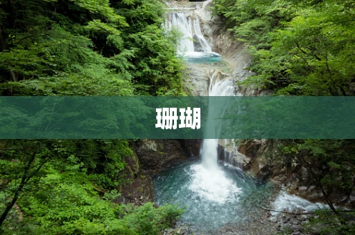 珊瑚